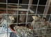 11 quails