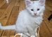 Beautiful white Maine coon kittens