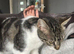 Maine coon female kitten cross