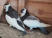 Felegyhazar tumbler pigeons for sale