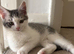 4 stunning cats available