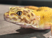 Leopard gecko!