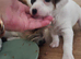 Jack russell terrier