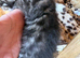 Stunning Snow Bengal x Mainecoon kitten