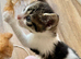 TABBY AND WHITE MALE KITTEN