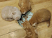 Kittens ready for rehoming