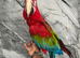 Stunning Lovely Super Tame Talking Greenwing Macaw Parrot