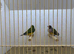 Pair of Gouldian Finches For Sale