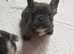 Stunning litter of true to type Frenchbulldogs READY THIS WEEKEND