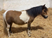 Standard reg Shetland yearling filly