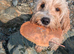 Adorable full DNA tested Cockerpoo puppies