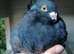 TAME Adult Pet Pigeons & Pairs [Fancy Breeds]