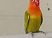 dilute, split opaline Fischers Lovebird
