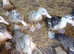 Young Muscovy pairs