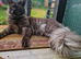 Tica registered black smoke mainecoon