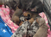 Beautiful kc registered miniature dachshunds
