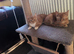 Persian X Ready to go Friendly, handsome kittens