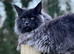 Maine coon kittens tica reg beautiful blues and black