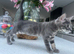 Beautiful Blue Female Bengal Kittens - TICA Reg - Ready Now!