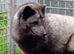 Arctic/Polar Fox Cubs Males Only