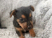 Patterdale x Lakeland puppies