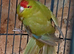 Kakariki hen Kakariki hen