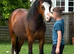 Stunning 2yo Welsh Section A colt