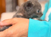 Female Short coat grey with tortoise pattern