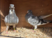 syrian pigeons 2026