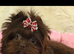 4 Month Old Chocolate Yorkie Pup