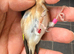 BBC rungs goldfinch hens available