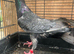 Siryan quality pigeon for sale