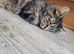 Female Cat for sale