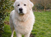 Pedigree Maremma Puppies