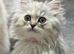 Beautiful pedigree Persian kittens