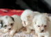 Malshi mini toy puppies