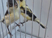 BEAUTIFUL COLOURS CANARIES FOR SALE