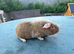 Pure Teddy boar