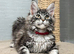 TICA registration Maine coon kittens Ready Now