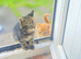 4 Kittens Ready for a Home now!!