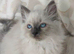 Beautiful ragdoll kittens