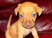 Dachshund puppies