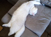 Beautiful British Shorthair male cat in Cheltenham