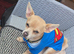 9 Month Old Male Chihuahua Puppy
