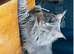 Stunning Maine coon ready to leave Now