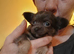 Most beautiful litter of Chihuahua x Pomeranian puppies. Unique markings and super temperaments.
