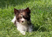Adorable Boys Yorkshire terrier