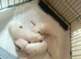 Jack Russell puppies