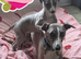 Stunning whippet girl .