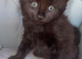 4 Beautiful Kittens looking for their forever home